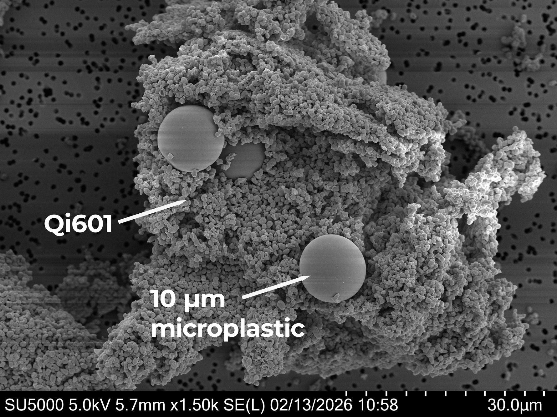 Real people. Real results. First Human Clinical Study: Qi601 Binds Plastics